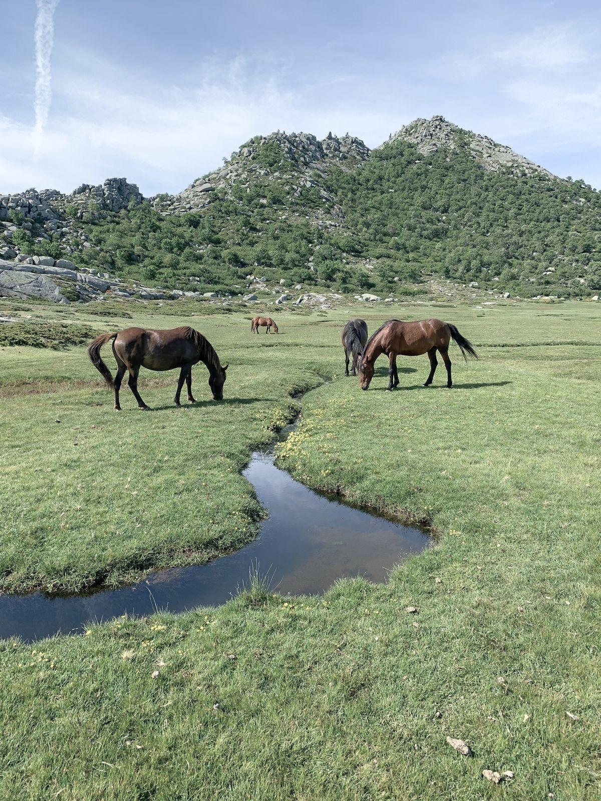 Les montagnes de l’arrière-pays corse